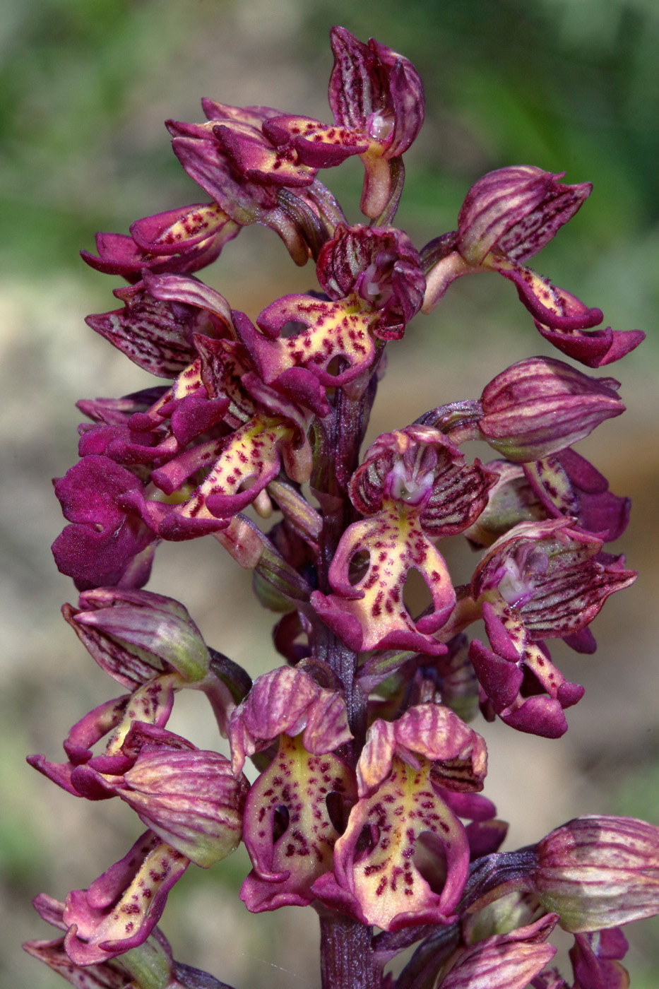 Изображение особи Orchis &times; wulffiana nothosubsp. suckowii.