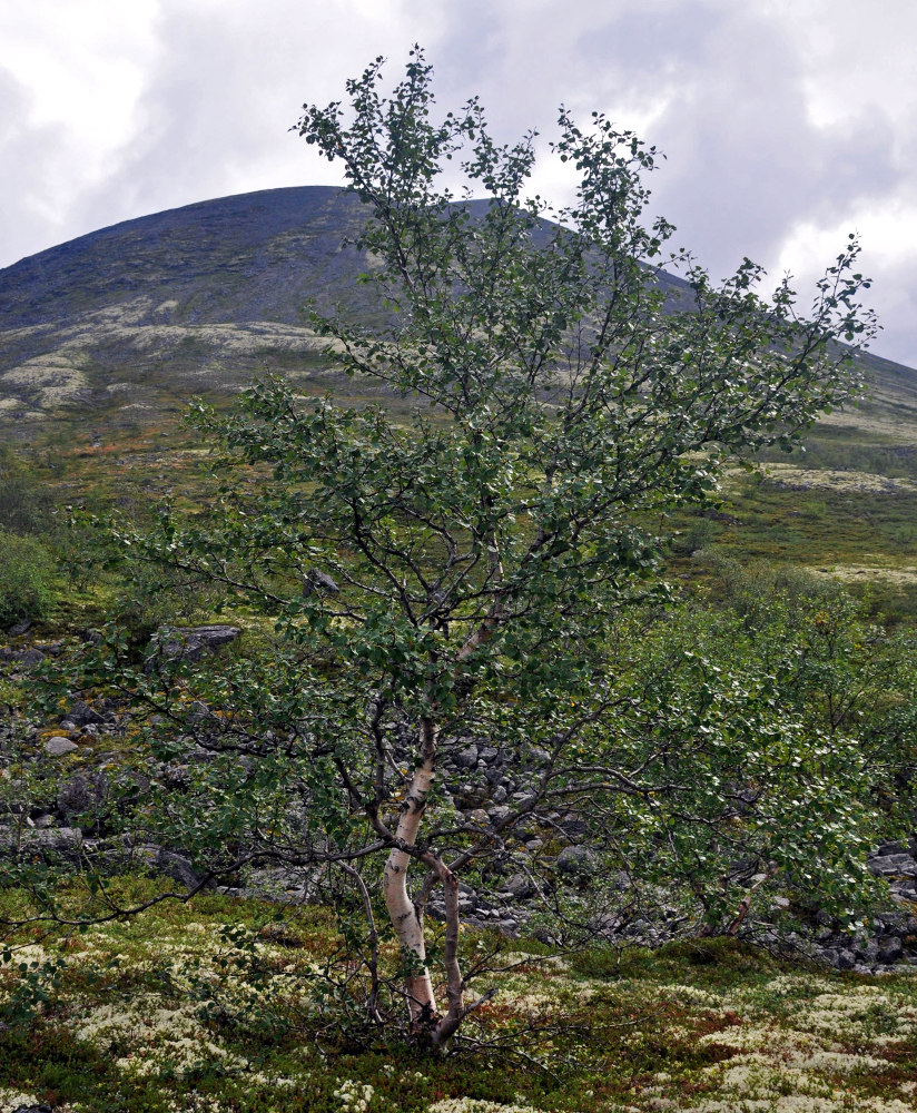 Image of Betula czerepanovii specimen.