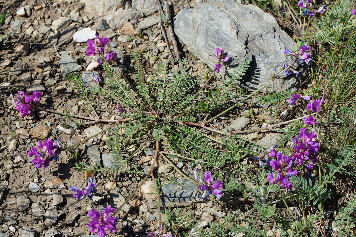 Image of Oxytropis teres specimen.