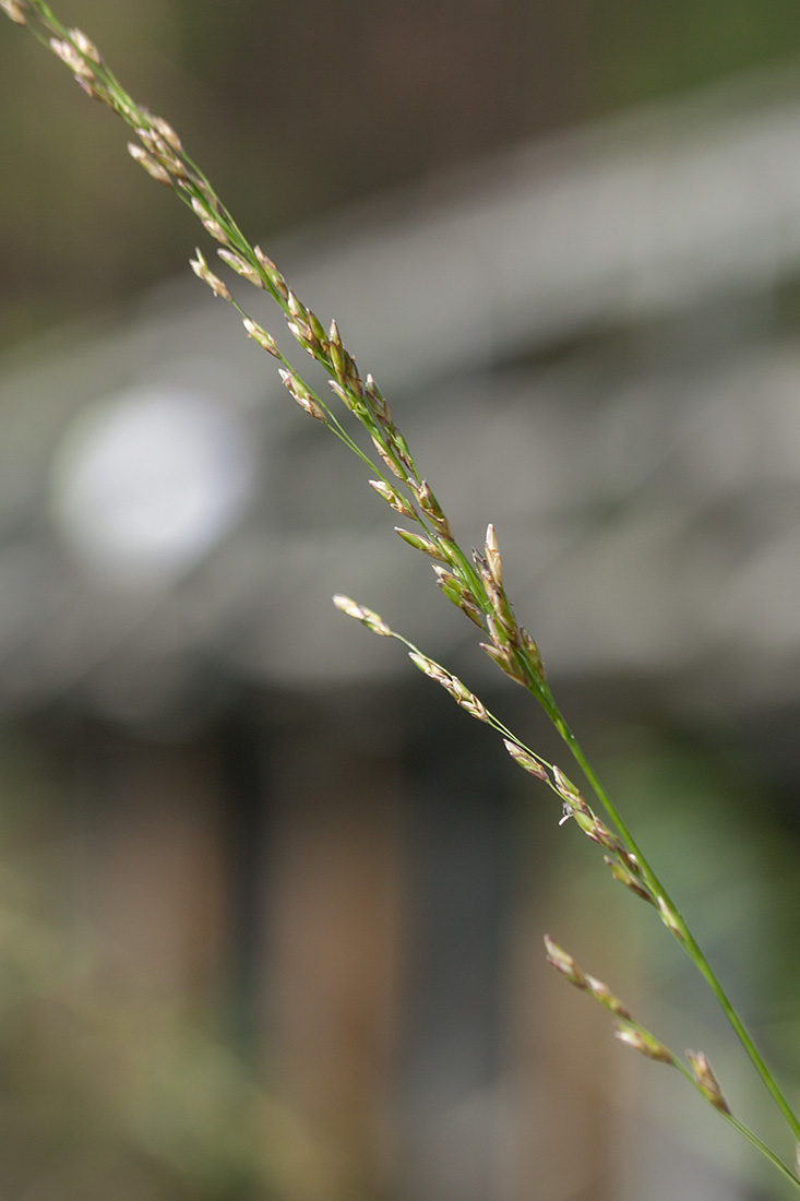 Изображение особи Molinia caerulea.