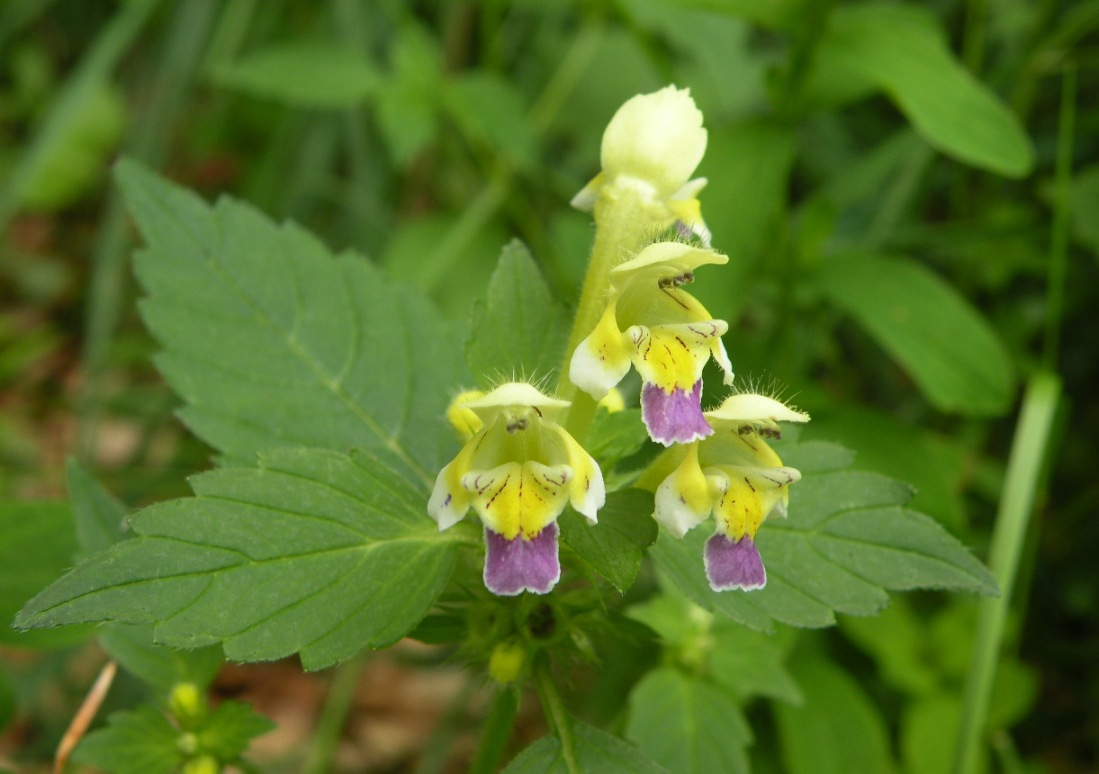 Image of Galeopsis speciosa specimen.