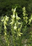 Astragalus galegiformis