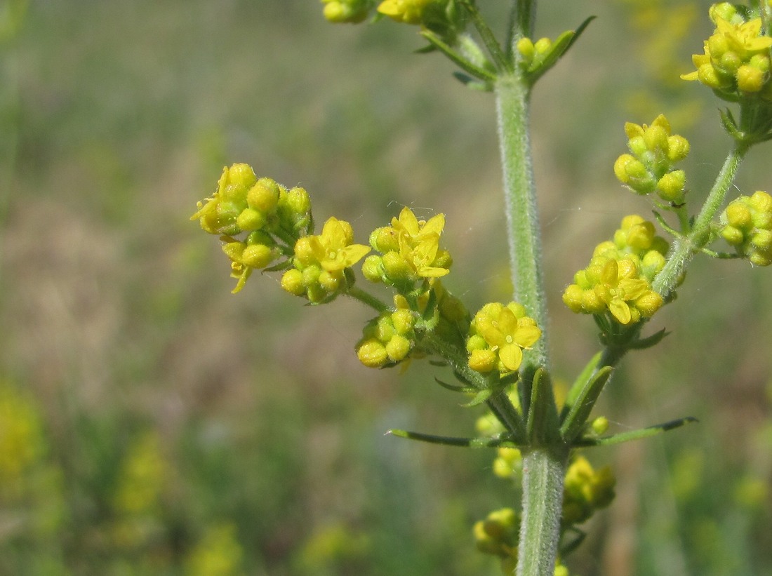 Image of Galium verum specimen.