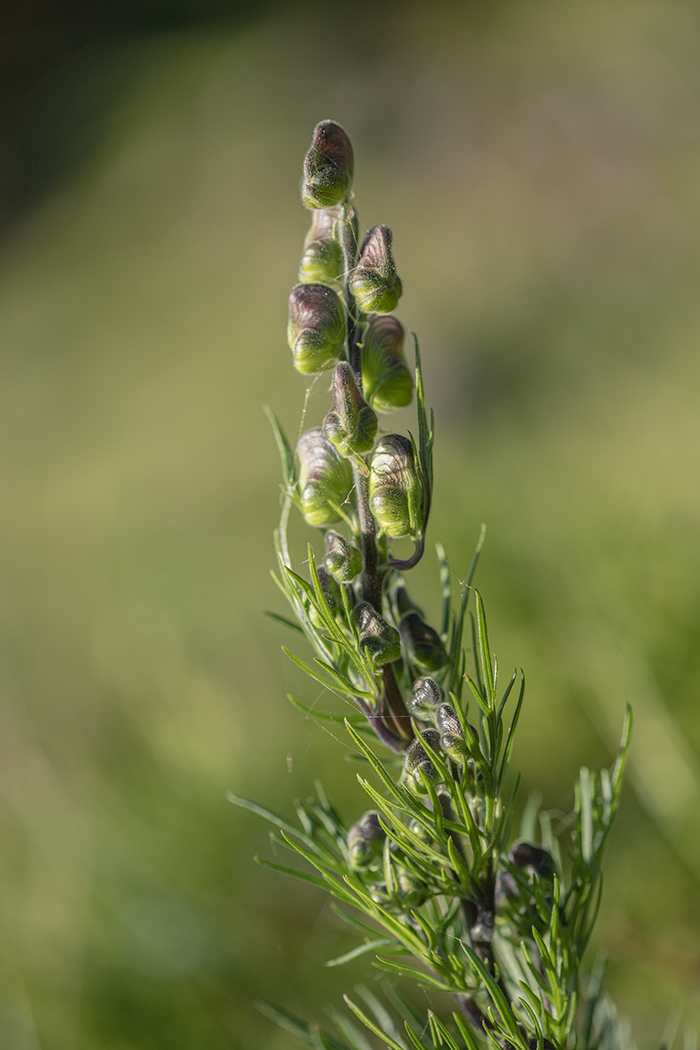 Изображение особи Aconitum confertiflorum.