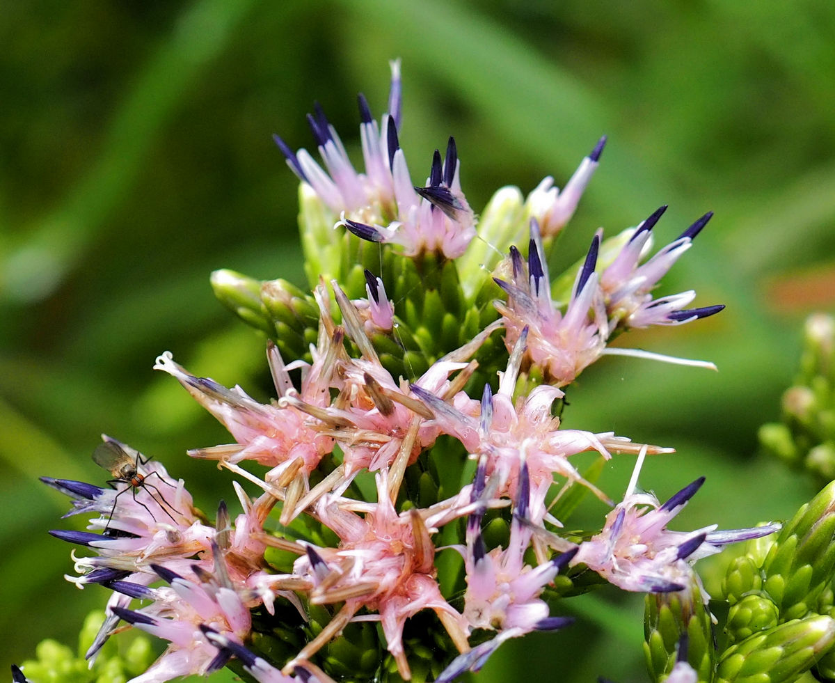 Image of Saussurea neoserrata specimen.