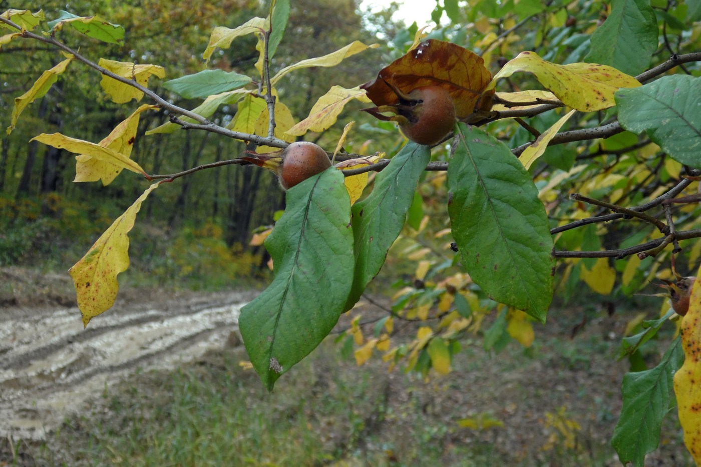 Image of Mespilus germanica specimen.