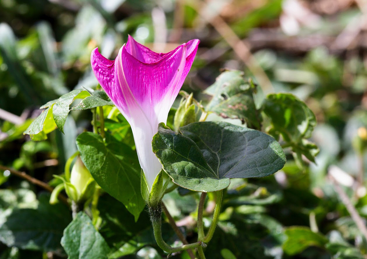 Image of Ipomoea purpurea specimen.