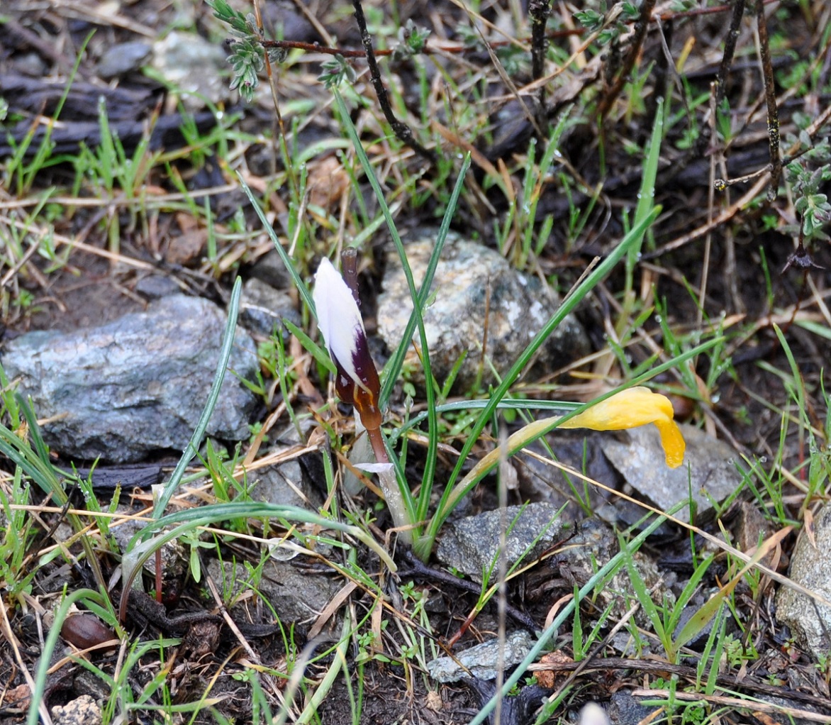 Image of Crocus hartmannianus specimen.