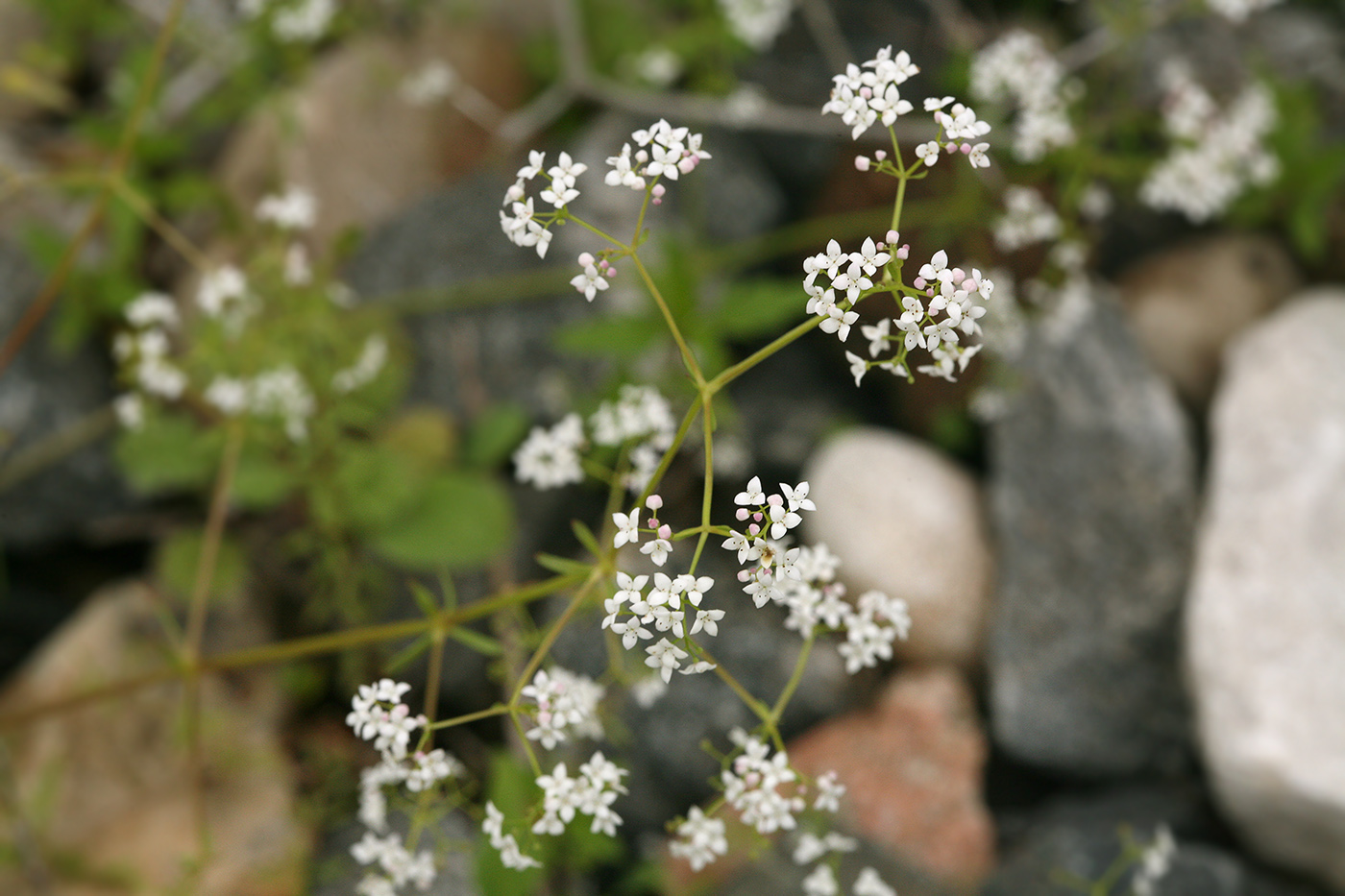 Изображение особи род Galium.