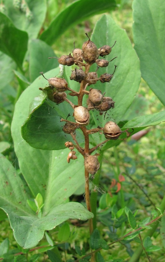 Изображение особи Menyanthes trifoliata.