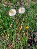 Tussilago farfara