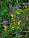 Melampyrum nemorosum