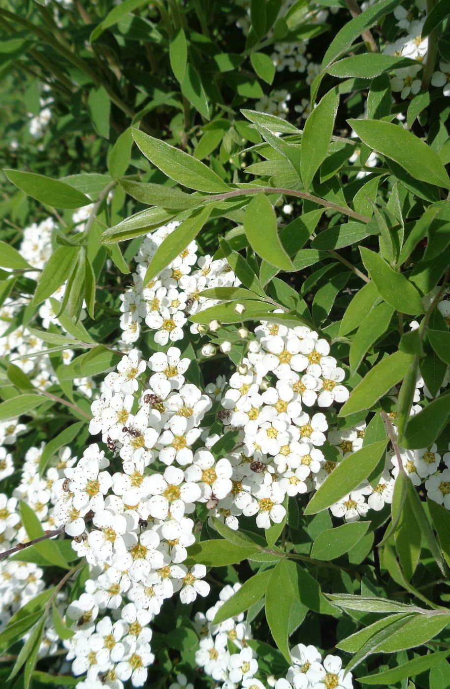 Image of Spiraea &times; cinerea specimen.