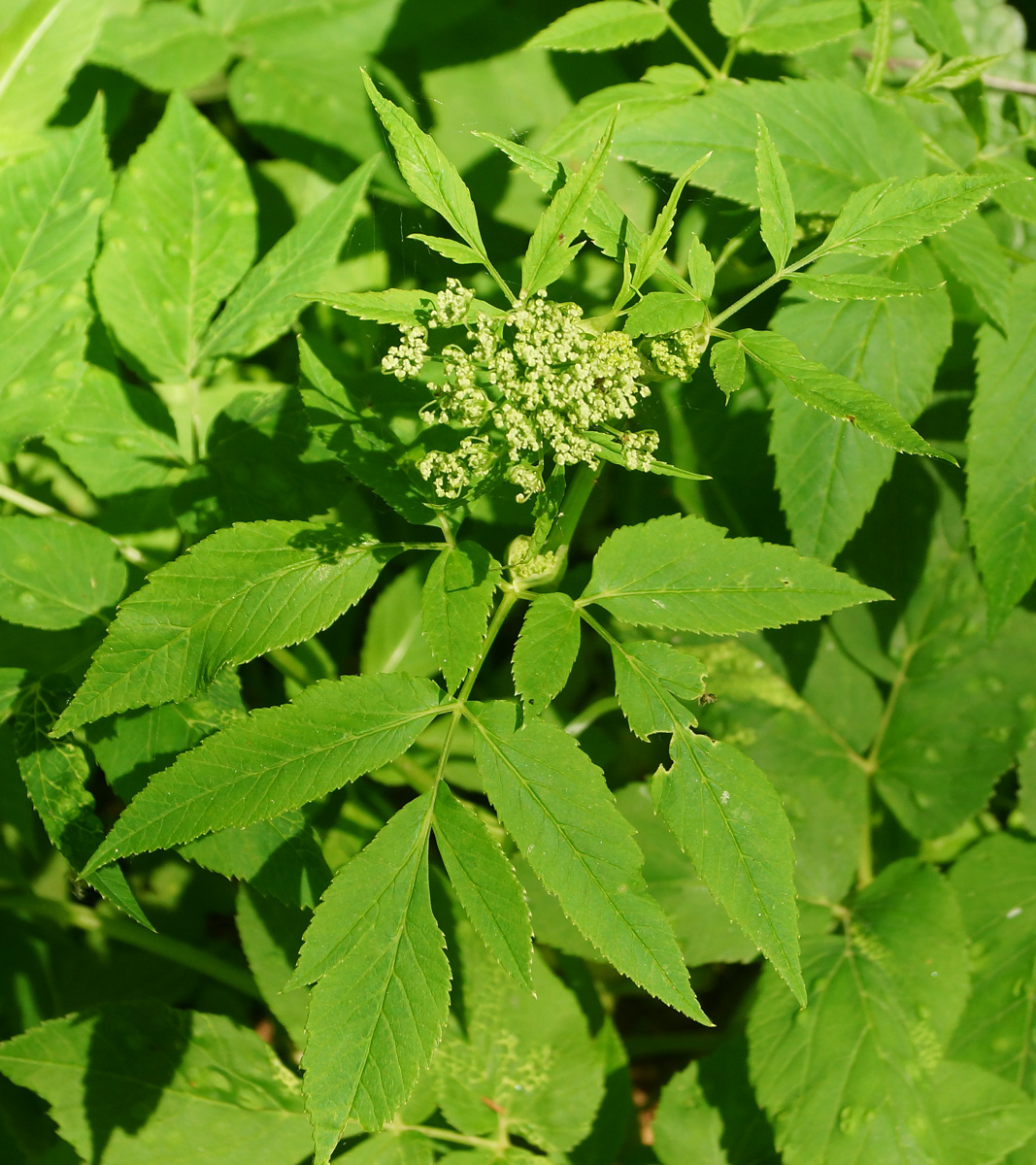 Image of Aegopodium podagraria specimen.