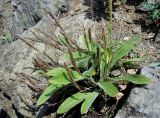 Plantago camtschatica. Плодоносящие растения с единичными молодыми цветоносами. Приморский край, Артёмовский ГО, бухта Муравьиная, скальный мыс на берегу залива. 26.08.2019.