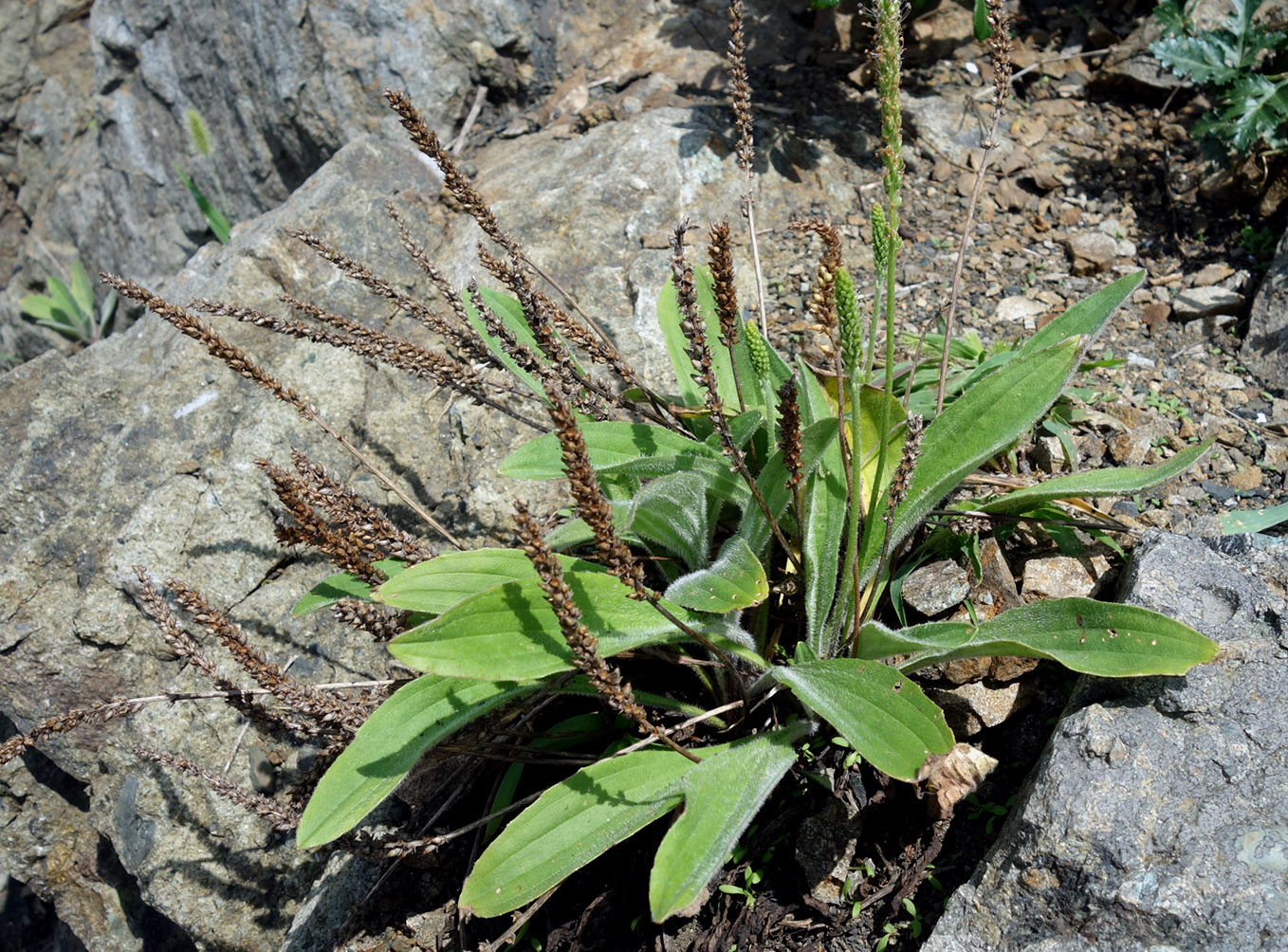 Изображение особи Plantago camtschatica.