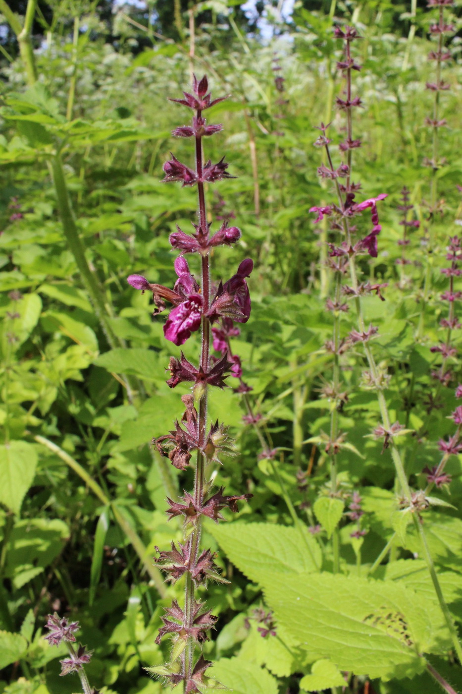 Image of Stachys sylvatica specimen.