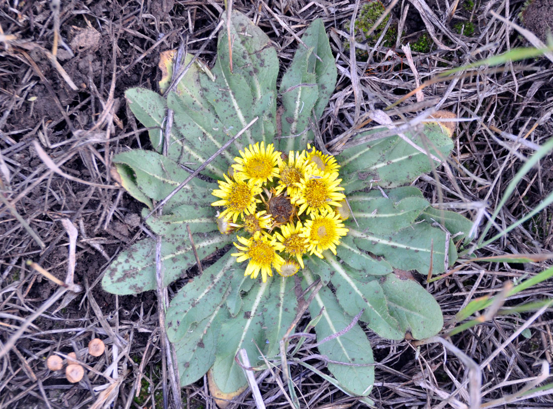 Изображение особи Inula rhizocephala.