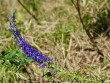 Veronica spicata ssp. bashkiriensis