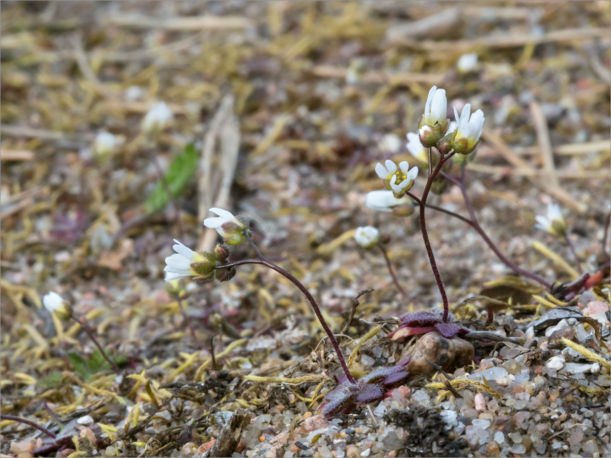 Image of Erophila verna specimen.