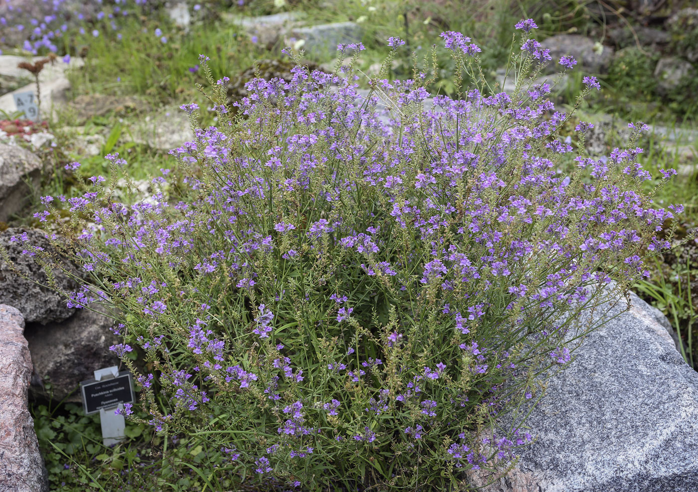 Изображение особи род Linaria.