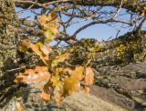 Quercus pubescens. Часть покрытой лишайниками ветви с сухими прошлогодними листьями. Краснодарский край, м/о Анапа, окр. пос. Бол. Утриш, гора Солдатская, пушистодубово-можжевеловое редколесье, каменистая россыпь. 01.01.2021.