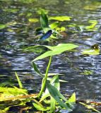 Sagittaria sagittifolia