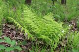 Athyrium filix-femina