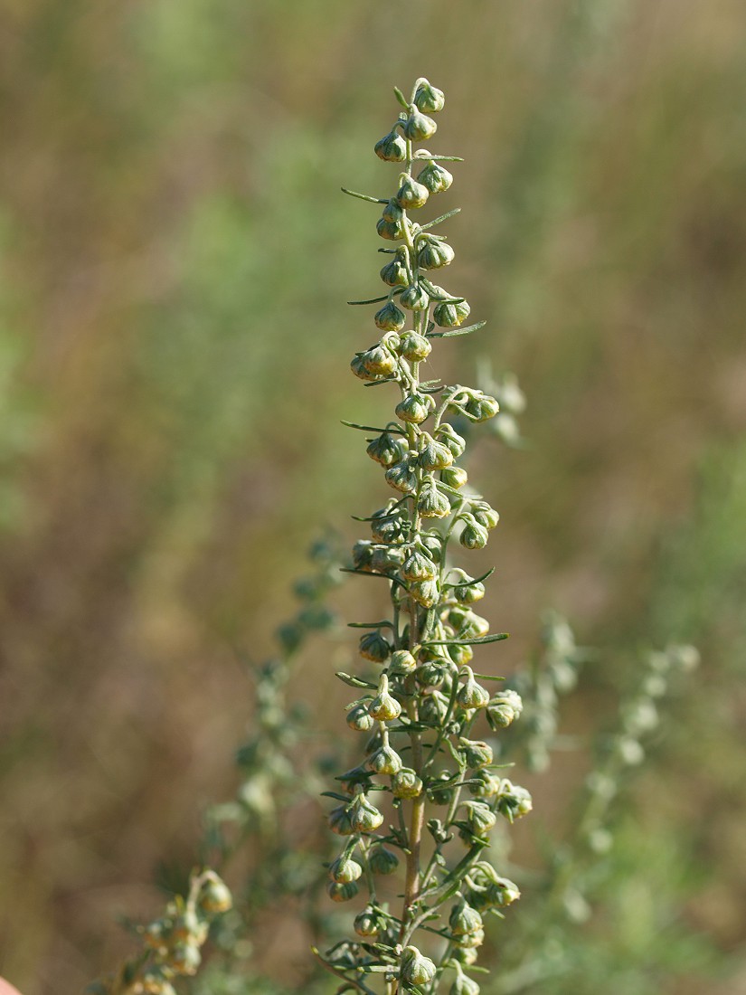 Изображение особи Artemisia pontica.