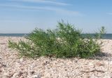 Salsola pontica