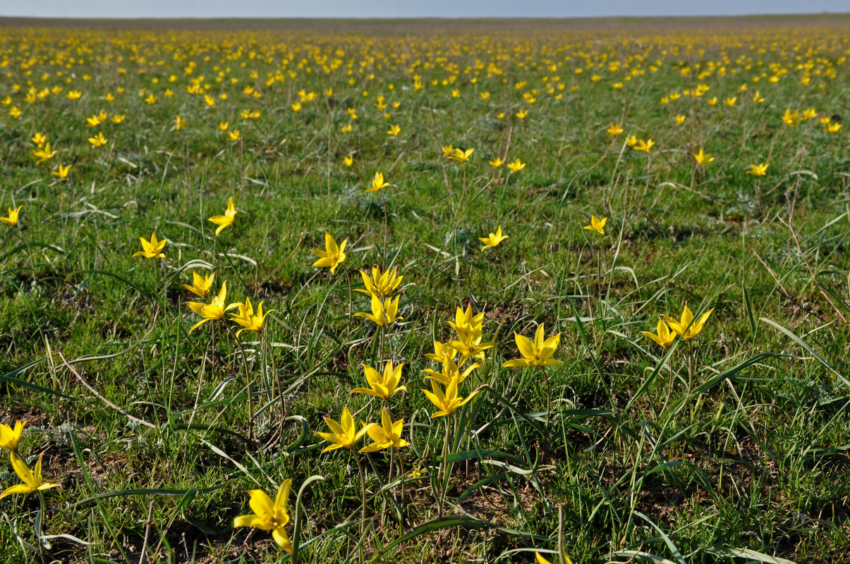 Изображение особи Tulipa biebersteiniana.