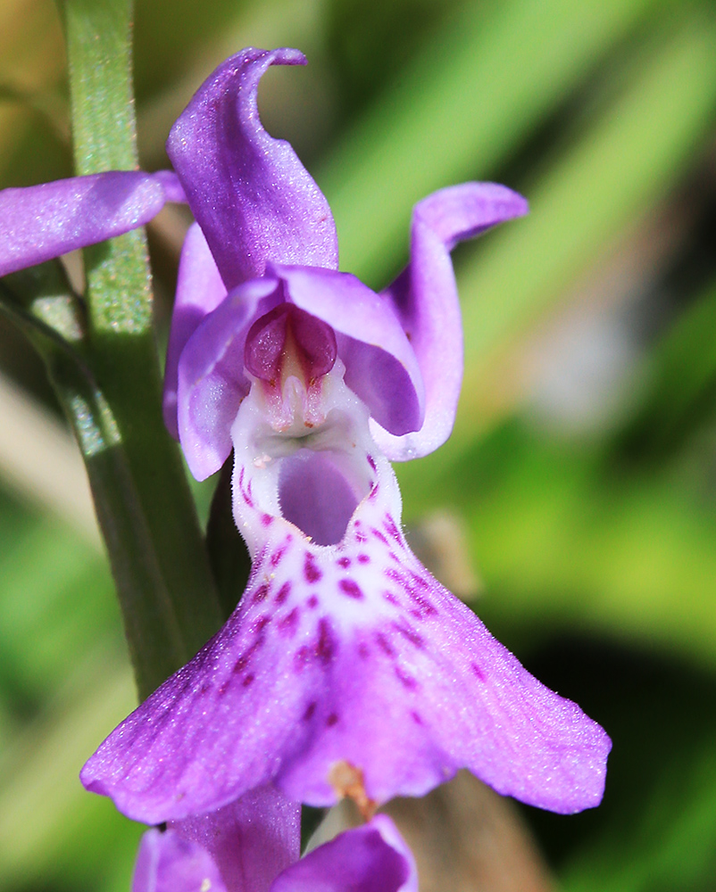 Изображение особи Ponerorchis chusua.