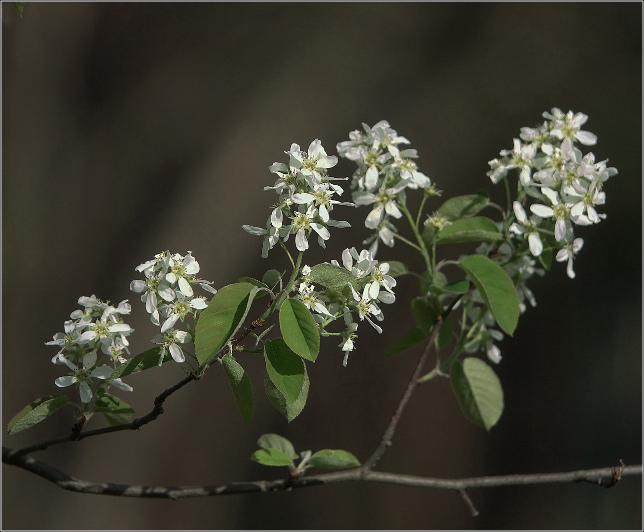 Изображение особи Amelanchier spicata.