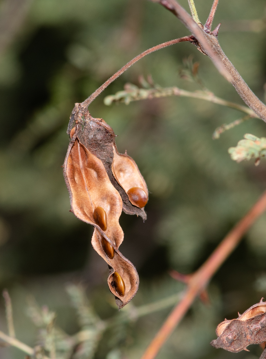 Image of Mimosa aculeaticarpa specimen.