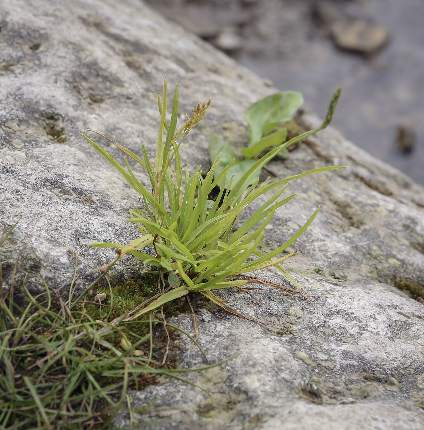 Изображение особи семейство Poaceae.