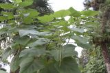 Смотреть изображение род Catalpa