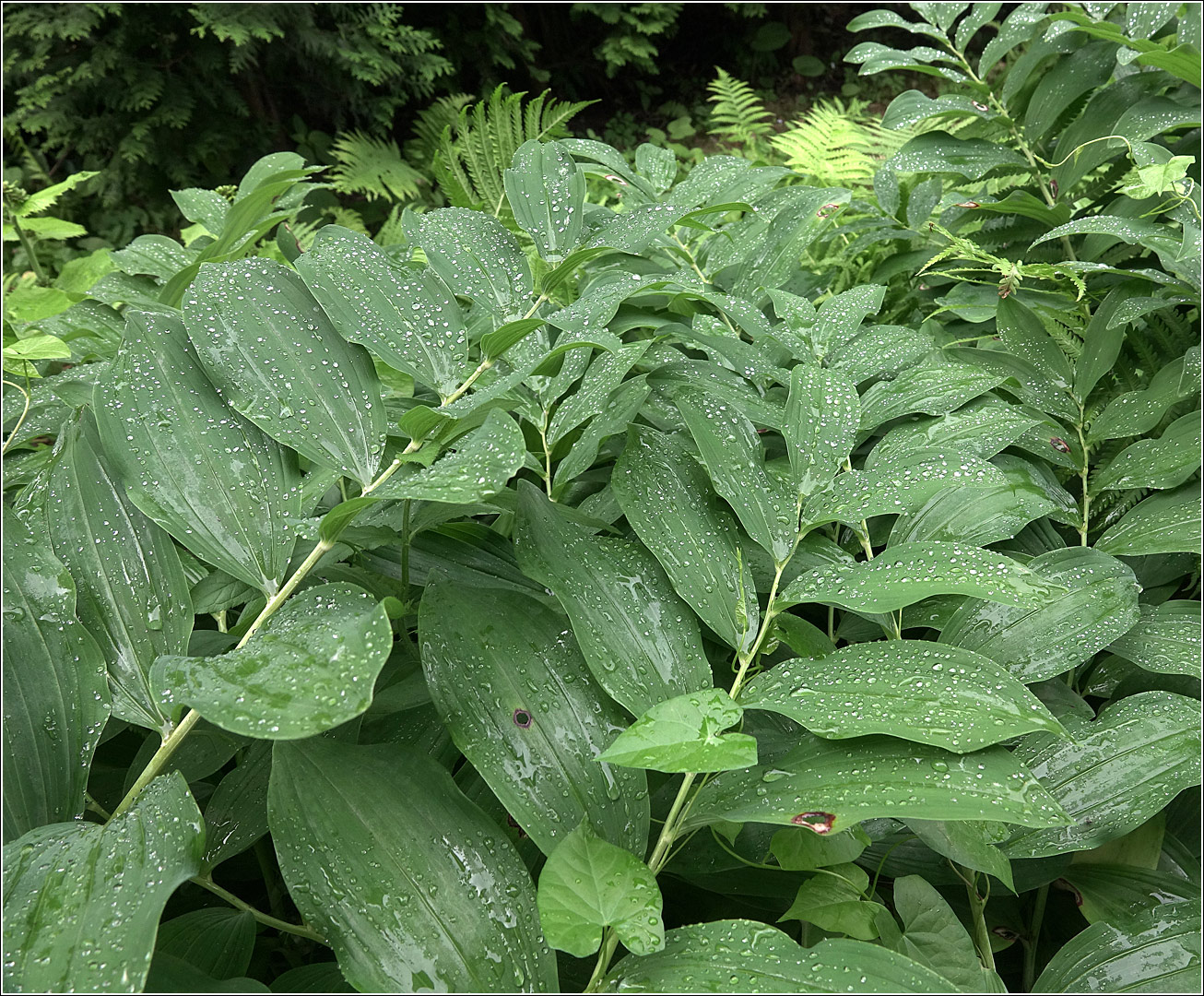 Изображение особи Polygonatum multiflorum.