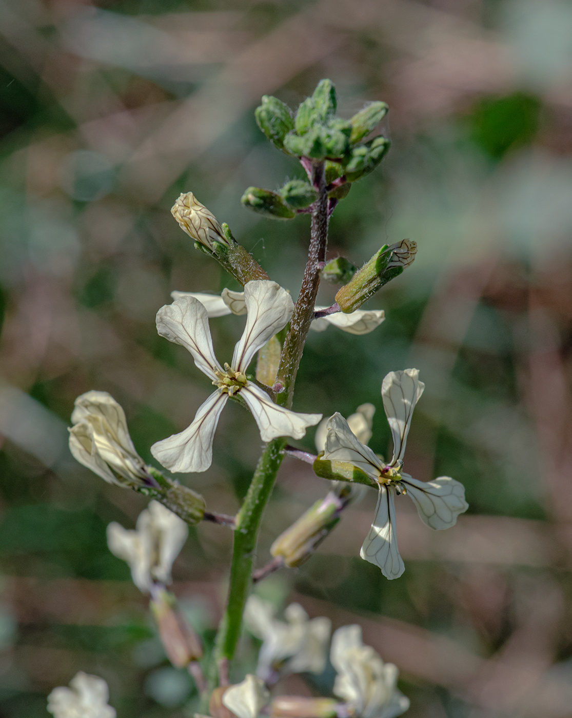 Image of Eruca sativa specimen.