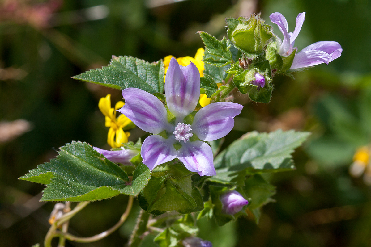 Изображение особи Malva multiflora.