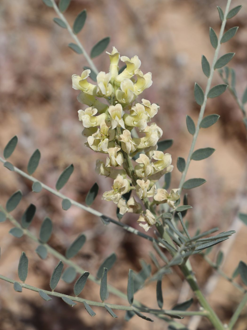 Изображение особи Goebelia pachycarpa.