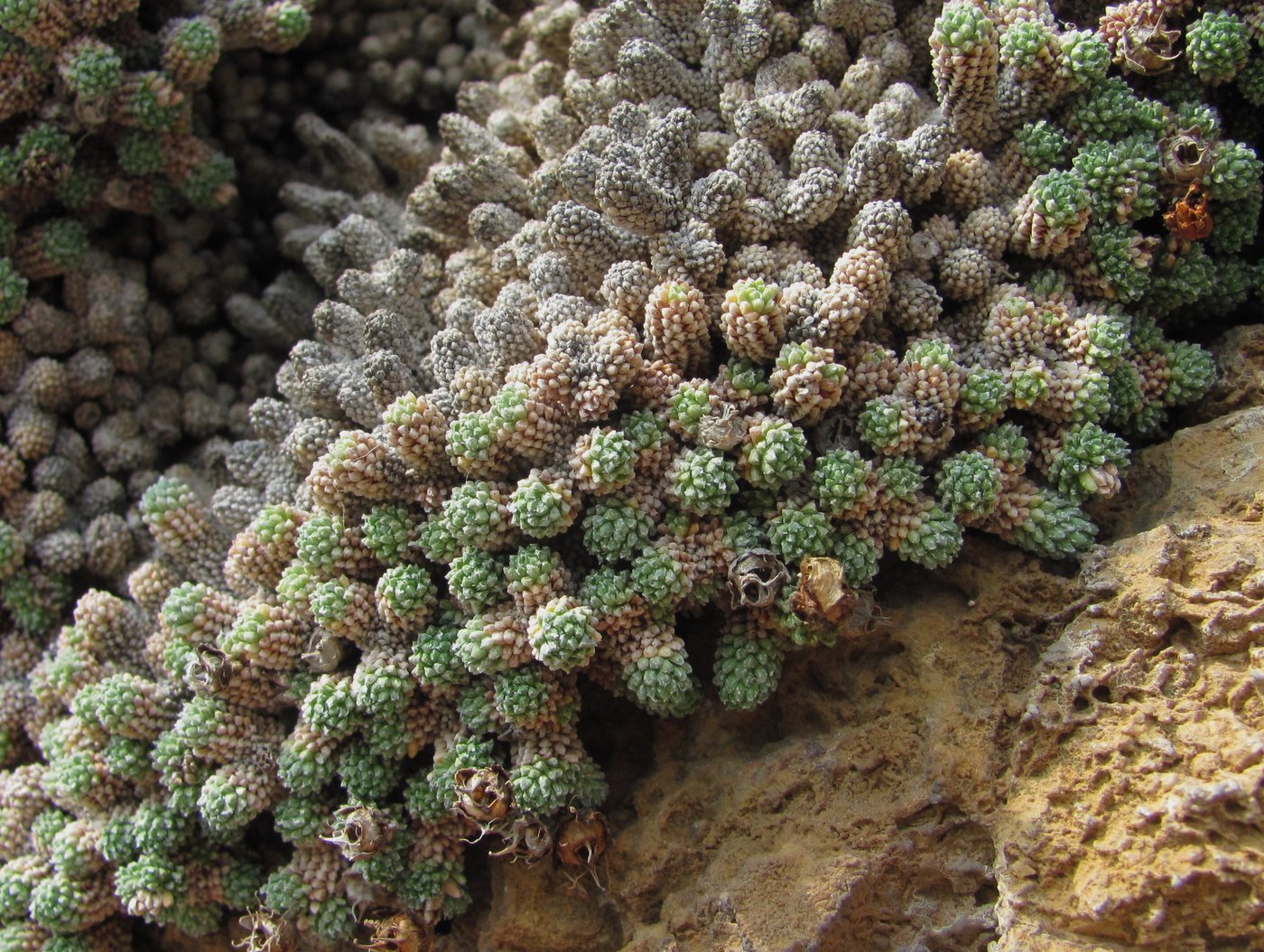 Image of Saxifraga columnaris specimen.