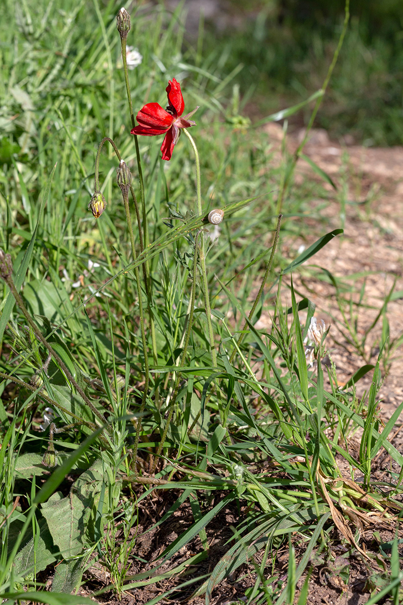 Image of Ranunculus asiaticus specimen.