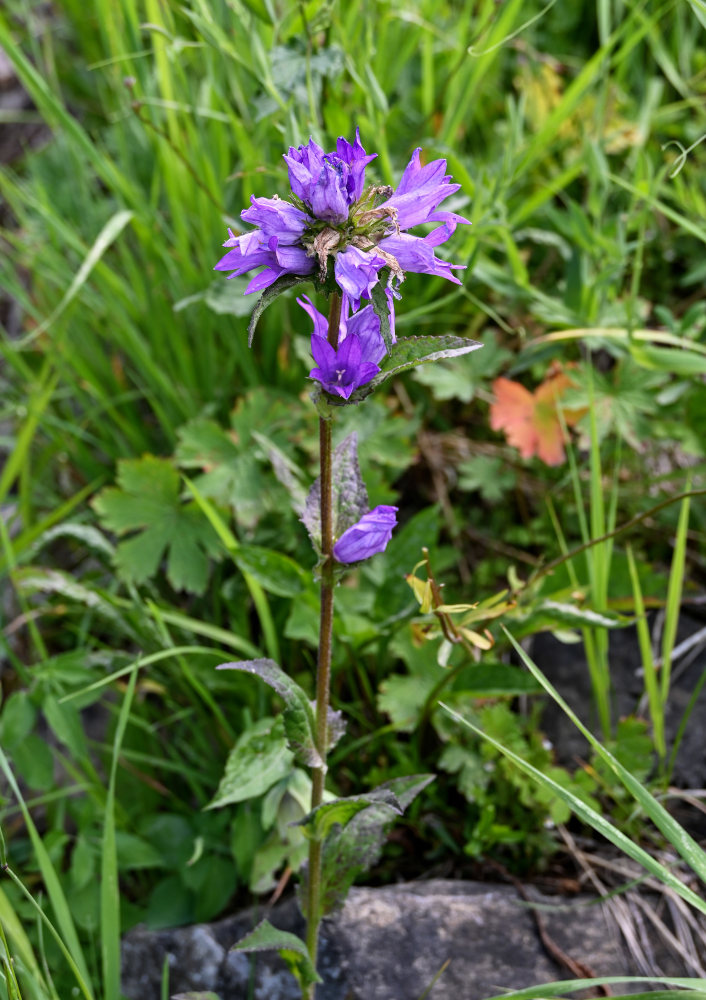 Image of Campanula glomerata specimen.