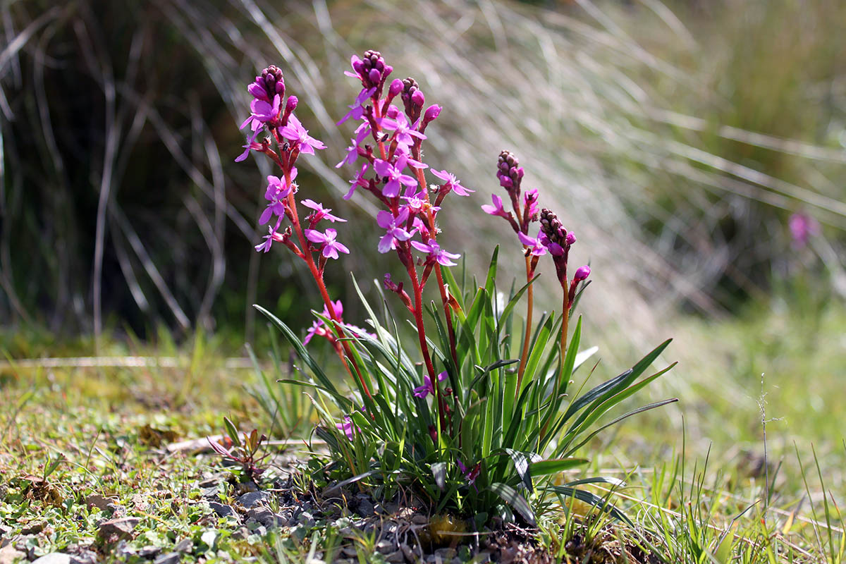 Image of Stylidium armeria specimen.