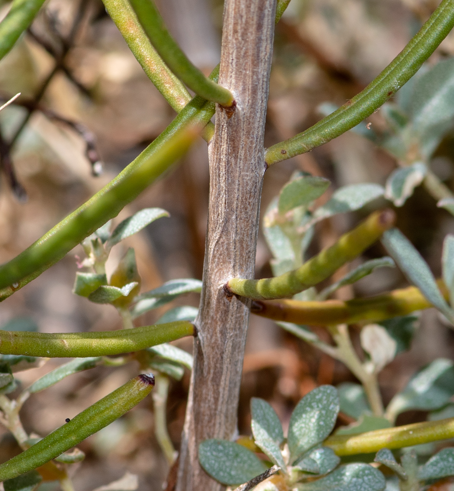 Изображение особи Campylanthus salsoloides.