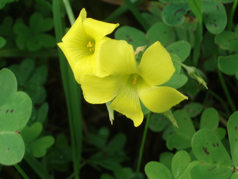 Image of Oxalis pes-caprae specimen.