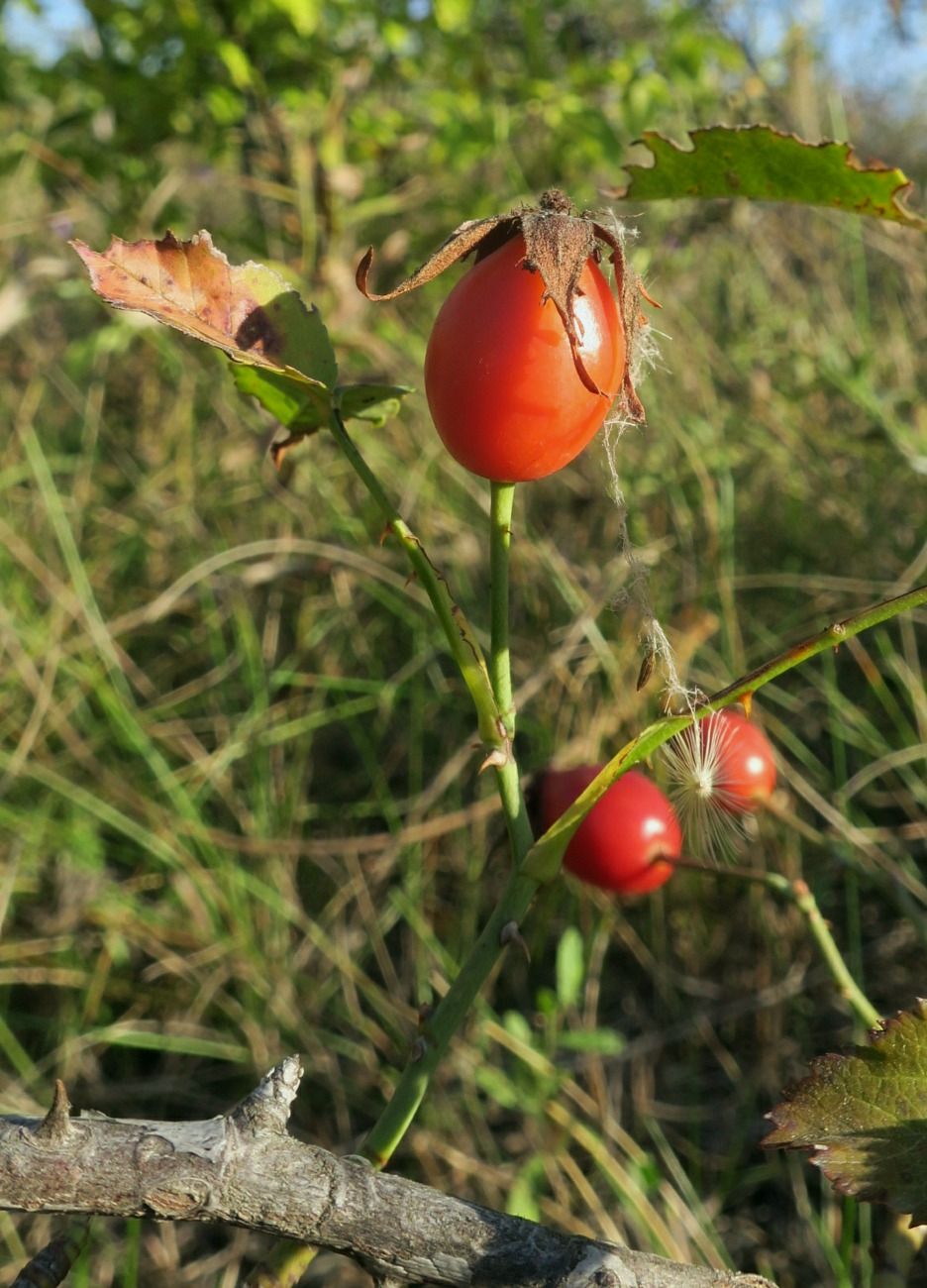 Изображение особи Rosa schistosa.