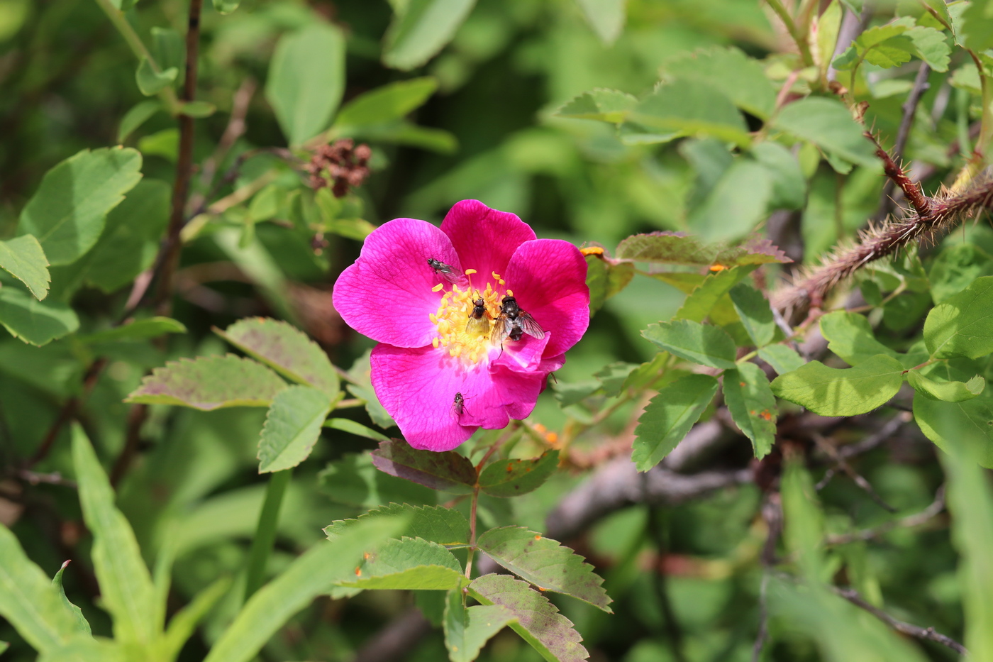 Image of Rosa acicularis specimen.