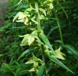 Epipactis helleborine. Часть соцветия. Московская обл., городской округ Серпухов, Приокско-Террасный заповедник, смешанный берёзово-еловый лес. Август 2022 г.