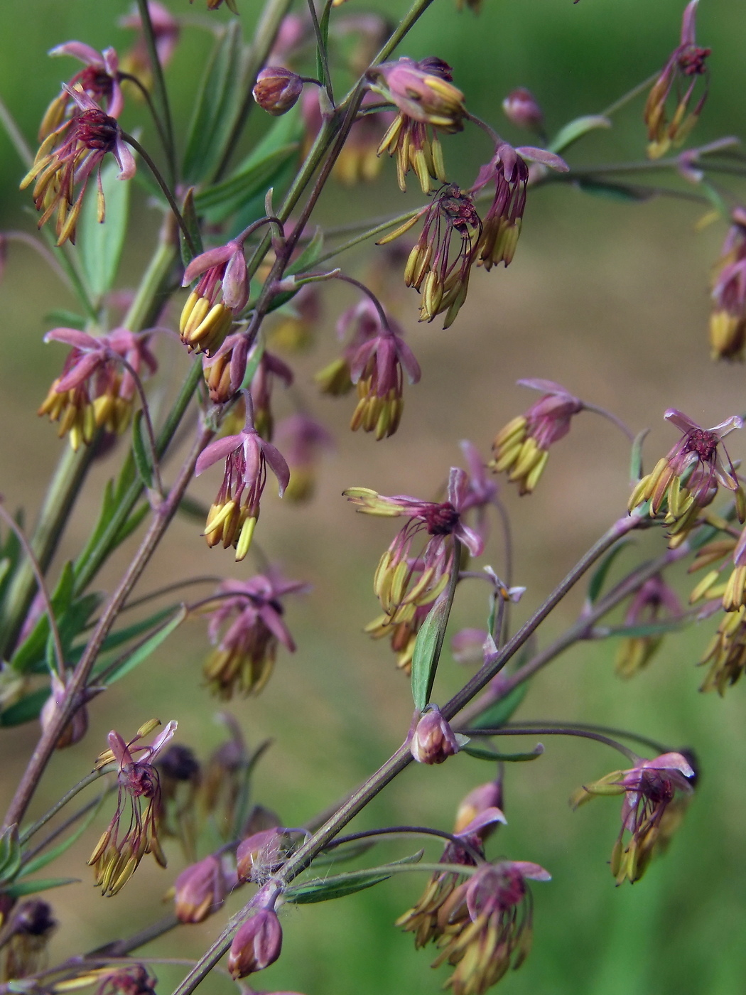 Image of Thalictrum simplex specimen.